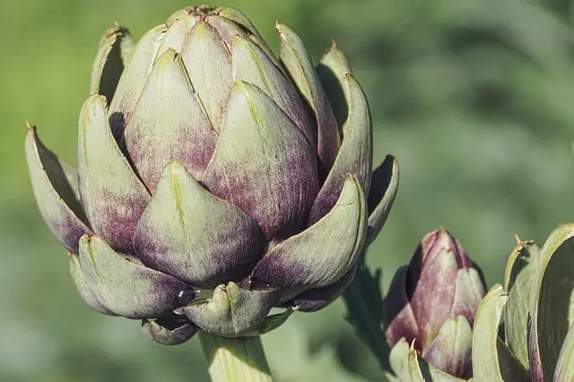 Is Artichoke Keto? Arti-choke or Not? Artichokes and Their Keto Status!